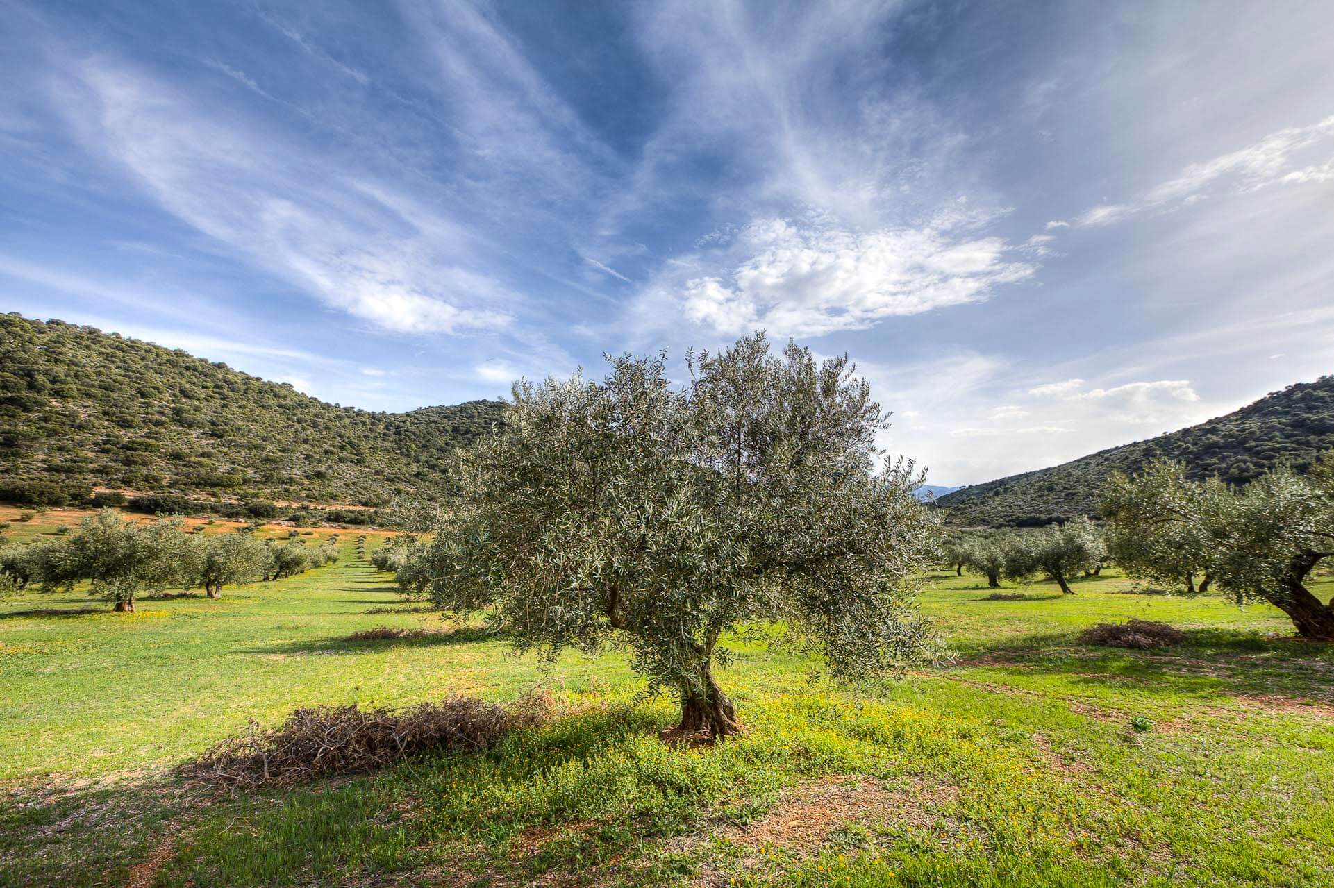 Finca sierra de magina, arboles centenarios a 1000m