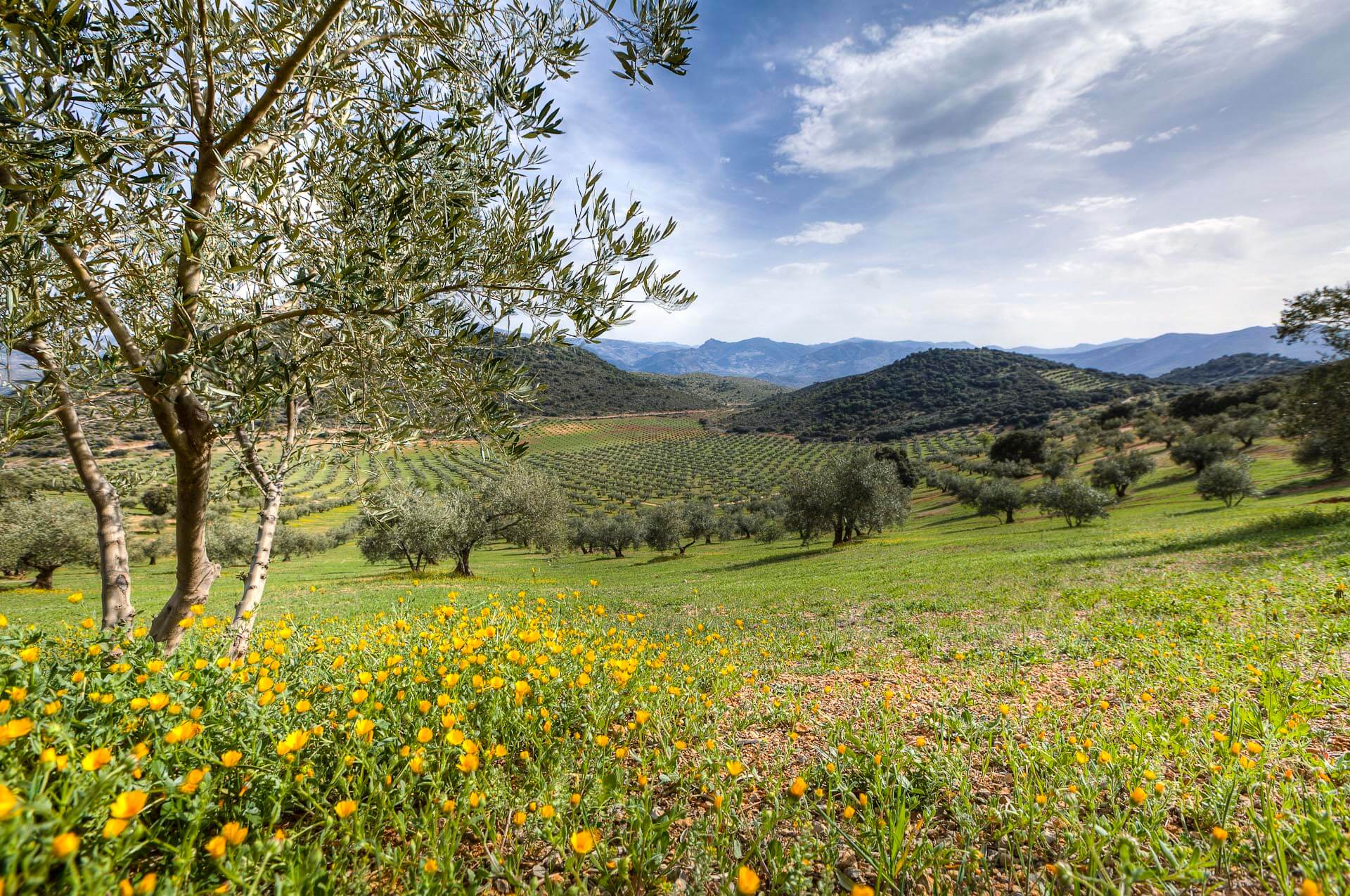 Finca ecologica de aceite de oliva trujal de mágina