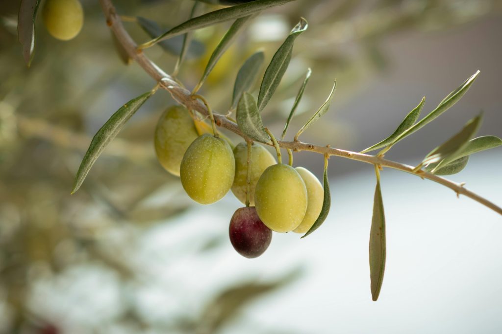 aceite picual características